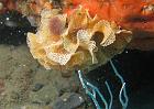 Lophophorates
